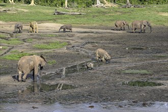 Giant african forest elephants (Loxodonta cyclotis) in the Dzanga Bai forest clearing, Dzanga-Ndoki