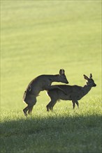 European roe deer (Capreolus capreolus) fawn in velvet and winter coat playfully mounting another