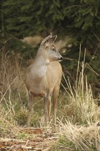 European roe deer (Capreolus capreolus) doe in winter coat secured in front of the thicket, Allgäu,