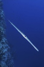 A Bluespotted Cornetfish (Fistularia commersonii) swims parallel to a coral reef in the blue ocean.