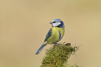 Blue tit (Parus caeruleus), sitting on moss-covered dead wood, Wilnsdorf, North Rhine-Westphalia,