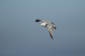 Herring gull (Larus argentatus) adult bird in flight, Suffolk, England, United Kingdom, Europe