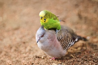 Animal Friendship of a Crested pigeon (Ocyphaps lophotes) cuddeling a Budgerigar (Melopsittacus