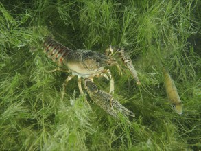 An American crayfish (Faxonius limosus), invasive species, moves through the water plants, a small