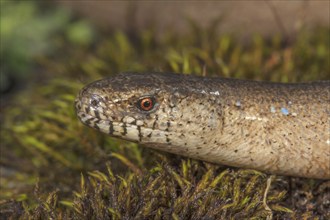 Close-up of the head of a slow worm (Anguis fragilis) on moss-covered ground, Baden-Württemberg,