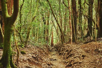 Landscape of Rainforest at the Lulumahu trail to the Lulumahu falls, Honolulu Watershed Forest