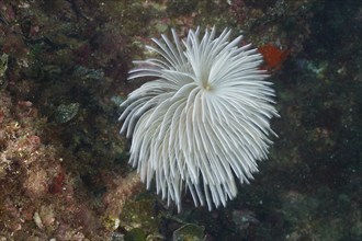 White mediterranean fanworm (Sabella spallanzanii) underwater on the seabed. Dive site Marine