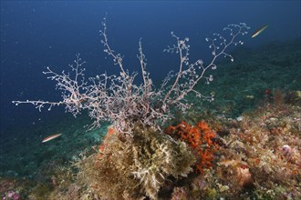 Underwater scene with white mediterranean basket star (Astrospartus mediterraneus) and colourful