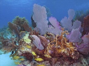 Underwater view of a lush coral reef with yellow fish, common sea fan (Gorgonia ventalina) and