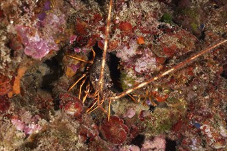 European spiny crayfish (Palinurus elephas) hides between the colourful underwater bottom and red