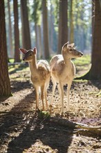 European fallow deer (Dama dama) doe mother with her youngsters in a forest, Bavaria, Germany,