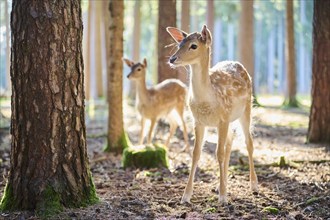 European fallow deer (Dama dama) doe in a forest, Bavaria, Germany, Europe