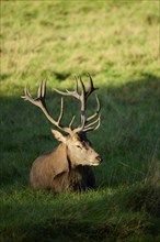 Red deer (Cervus elaphus) stag lying on a meadow, Bavaria, Germany, Europe