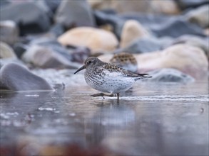 Purple sandpiper (Calidris maritima), foraging along the Arctic Ocean shoreline at low tide, May,