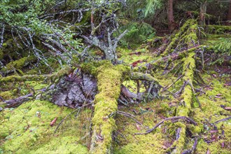 Moss covered fallen spruce trees in a natural forest