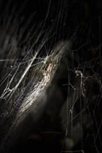 Creepy night shot, Golden silk spider (Trichonephila clavipes) spider web, Tortuguero National