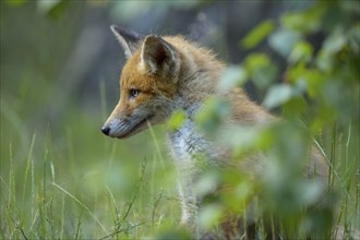 Red fox (Vulpes vulpes), young fox sitting in the green grass of a forest, summer, Hesse, Germany,