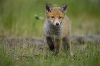 Red fox (Vulpes vulpes), young fox running through the green grass of a forest, summer, Hesse,