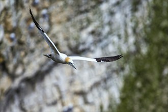 Gannet, Morus bassanus, bird in fly, Bempton Cliffs, North Yorkshire, England, United Kingdom,