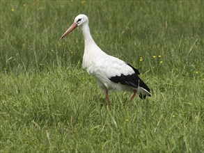 White stork (Ciconia ciconia) foraging in a meadow, North Rhine-Westphalia, Germany, Europe