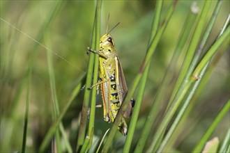 Large marsh grasshopper (Stethophyma grossum), sitting on a rush stalk, North Rhine-Westphalia,