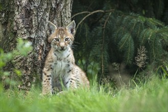 Young lynx (Lynx lynx), Haltern, North Rhine-Westphalia, Germany, Europe