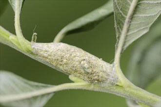 Sallow kitten moth (Furcula furcula), cocoon, North Rhine-Westphalia, Germany, Europe