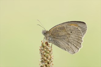 Meadow brown (Maniola jurtina), North Rhine-Westphalia, Germany, Europe