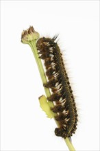 Grass cluck or drinker (Euthrix potatoria), caterpillar against a white background, North