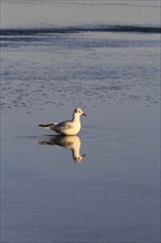 Seagull in the morning light, Baltic Sea, Usedom, September, Mecklenburg-Western Pomerania,