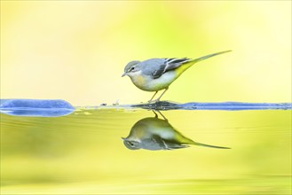 Grey wagtail (Motacilla cinerea) at the shore of a lake with autumncolours, wildife, Catalonia,