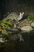 Common genet (Genetta genetta) at the shore of a lake, wildlife in a forest, Montseny National