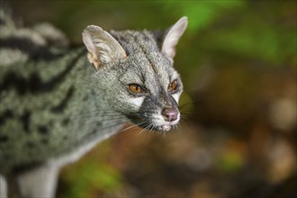 Common genet (Genetta genetta), wildlife in a forest, Montseny National Park, Catalonia, Spain,