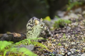 Common genet (Genetta genetta), wildlife in a forest, Montseny National Park, Catalonia, Spain,