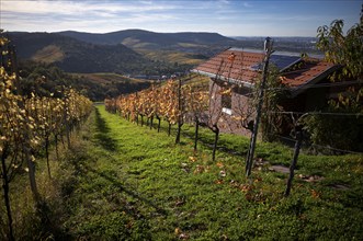 Cabin with solar roof, solar panel, in the vineyard, vines, grapevines, viticulture, autumn