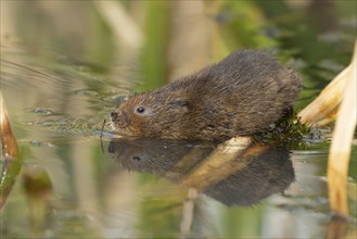 Water vole (Arvicola amphibius) adult rodent animal on a pond, England, United Kingdom, Europe