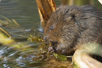 Water vole (Arvicola amphibius) adult rodent animal feeding on pondweed in a reedbed on a pond,