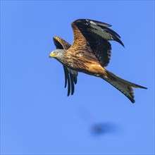 Red Kite, Milvus milvus, bird in flight