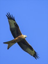 Red Kite, Milvus milvus, bird in flight