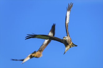 Red Kite, Milvus milvus, bird in flight