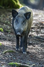 Wild boar (Sus scrofa), Vulkaneifel, Rhineland-Palatinate, Germany, Europe