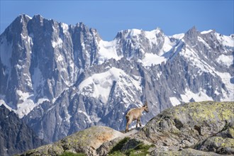 Alpine ibex (Capra ibex), in front of mountain landscape, behind mountain peak Grandes Jorasses of