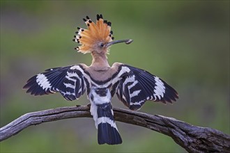 Hoopoe (Upupa epops) Bird of the Year 2022, erect cap, golden hour, backlight, sunlight, in flight,