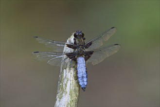 Broad-bodied chaser, broad-bodied darter (Libellula depressa) male perched on stalk and looking for