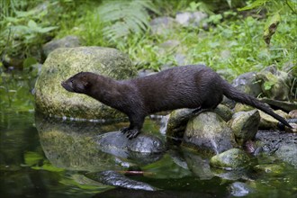 American mink (Neovison vison, Mustela vison), mustelid native to North America on river bank