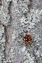 Pine cones on lichen-covered tree bark, Scotland, Great Britain