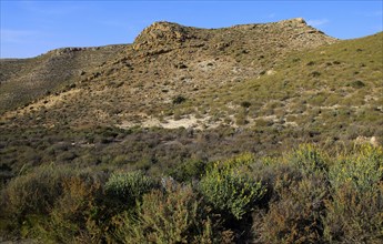 Semi desert scrub vegetation, Rodalquilar, Cabo de Gata natural park, Almeria, Spain, Europe