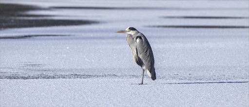 Grey heron (Ardea cinerea) standing on ice of frozen lake in winter