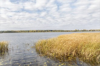 Beautiful lake with ornamental grasses and cloudy sky in autumn. Natural landscape