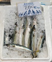 Fresh mackerel on ice with price tag in a market, market hall, Xanthi, Eastern Macedonia and